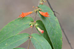 Woodfordia fruticosa